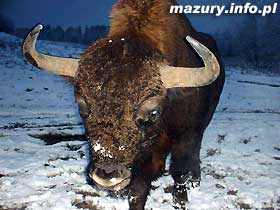 ubr yje
                                    w Puszczy... Boreckiej