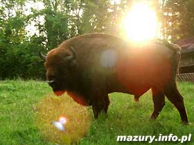 ubr
                                    w Puszczy Boreckiej
