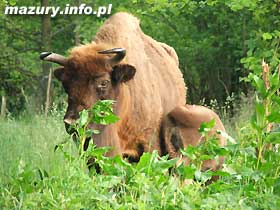 ubry w Puszczy Boreckiej