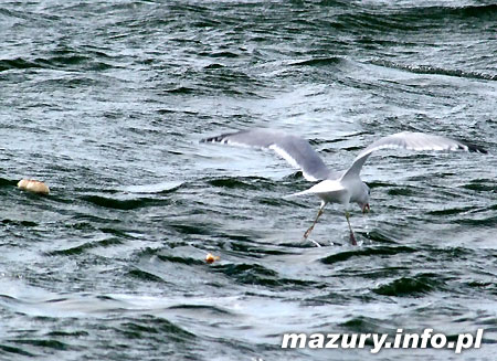 Akademickie Mistrzostwa Polski w Zeglarstwie
